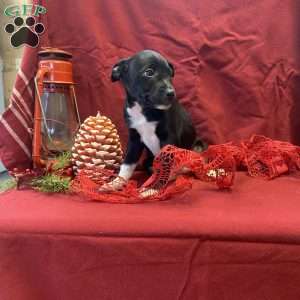 Socks, Jack Russell Mix Puppy