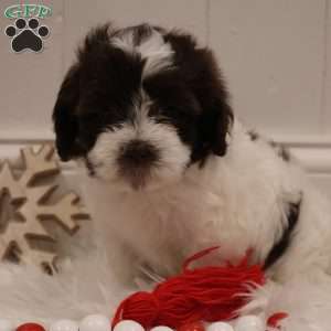 Willow, Teddy Bear Puppy