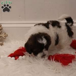 Willow, Teddy Bear Puppy