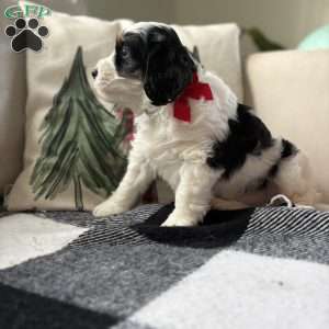 Oak, Mini Bernedoodle Puppy