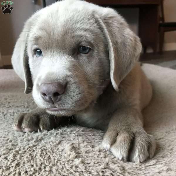Blitzen, Silver Labrador Retriever Puppy