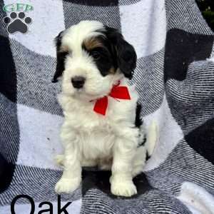 Oak, Mini Bernedoodle Puppy