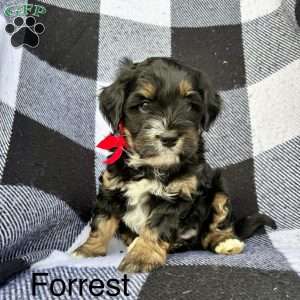 Forrest, Mini Bernedoodle Puppy