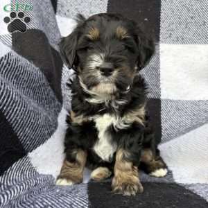 Forrest, Mini Bernedoodle Puppy