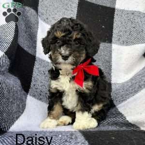 Daisy, Mini Bernedoodle Puppy