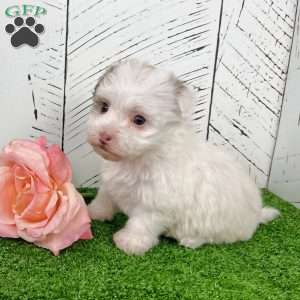 Rita, Havanese Puppy