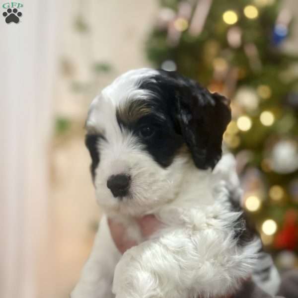 Oak, Mini Bernedoodle Puppy