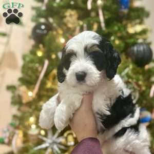 Oak, Mini Bernedoodle Puppy