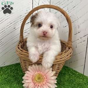 Rita, Havanese Puppy