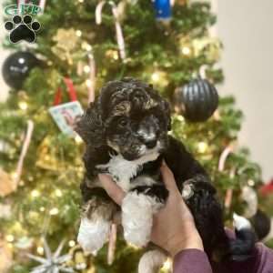 Daisy, Mini Bernedoodle Puppy