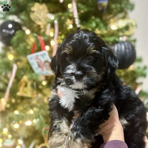 Forrest, Mini Bernedoodle Puppy