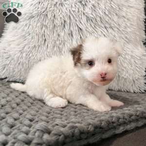 Rita, Havanese Puppy