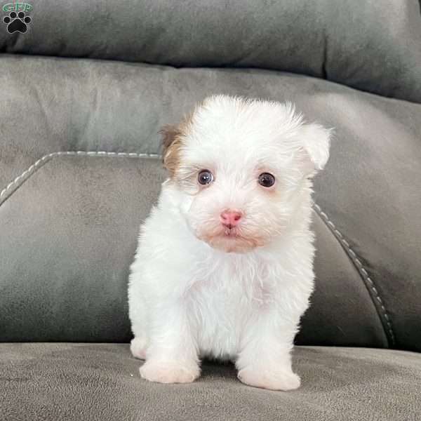 Rita, Havanese Puppy