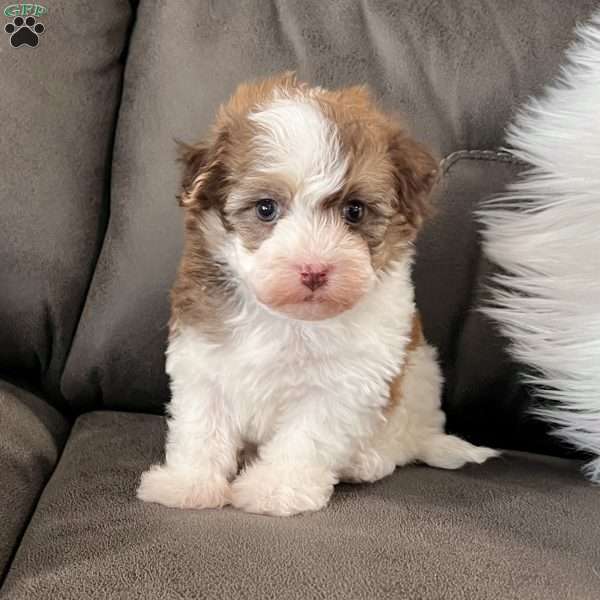 Rusty, Havanese Puppy