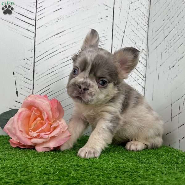 Charlotte, French Bulldog Puppy