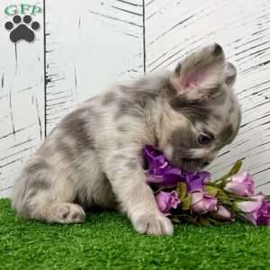 Charlotte, French Bulldog Puppy