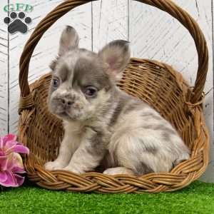 Charlotte, French Bulldog Puppy