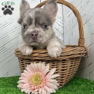 Charlotte, French Bulldog Puppy