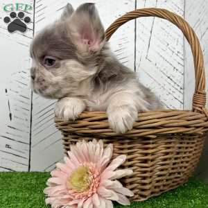 Charlotte, French Bulldog Puppy