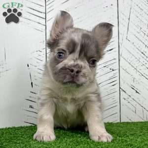 Charlotte, French Bulldog Puppy