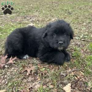Pioneer, Newfoundland Mix Puppy