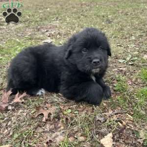 Pioneer, Newfoundland Mix Puppy