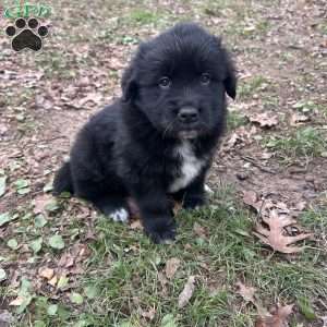 Pioneer, Newfoundland Mix Puppy