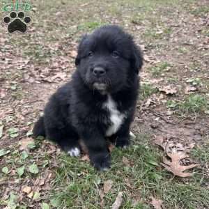 Pioneer, Newfoundland Mix Puppy