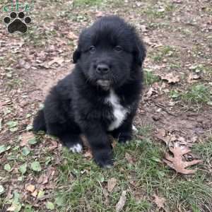 Pioneer, Newfoundland Mix Puppy