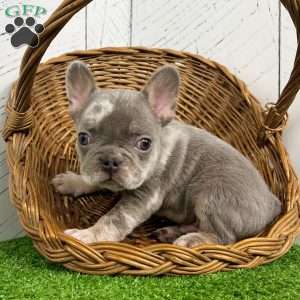 Captain, French Bulldog Puppy