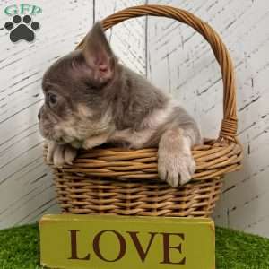 Captain, French Bulldog Puppy