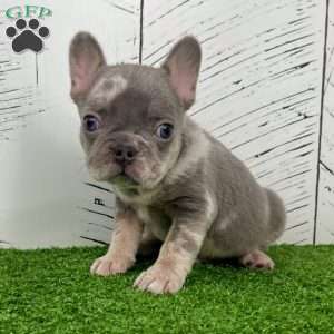 Captain, French Bulldog Puppy