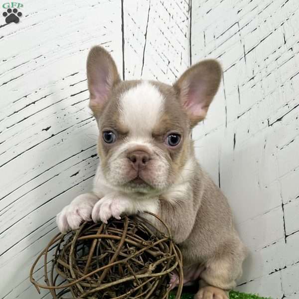 Carlos, French Bulldog Puppy