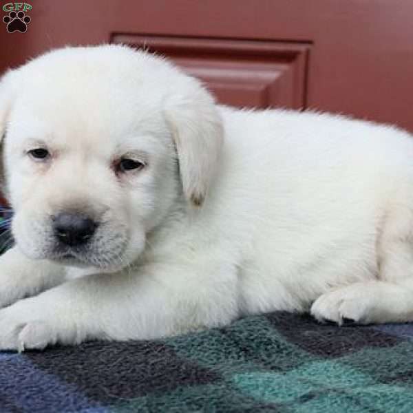 Jackson, Yellow Labrador Retriever Puppy