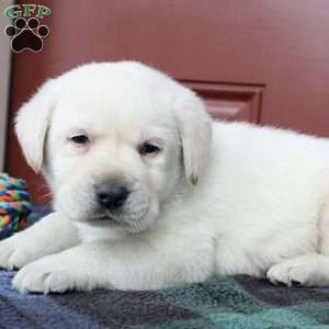 Jackson, Yellow Labrador Retriever Puppy