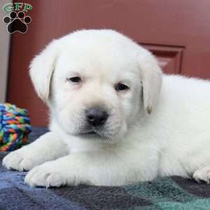 Jackson, Yellow Labrador Retriever Puppy