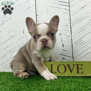 Carlos, French Bulldog Puppy