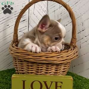 Carlos, French Bulldog Puppy