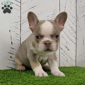 Carlos, French Bulldog Puppy