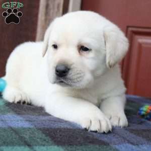 Jackson, Yellow Labrador Retriever Puppy