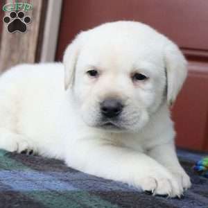 Jackson, Yellow Labrador Retriever Puppy