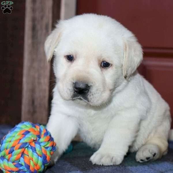 Rosie, Yellow Labrador Retriever Puppy