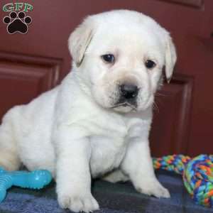 Rosie, Yellow Labrador Retriever Puppy