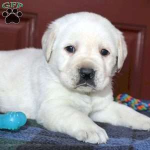 Rosie, Yellow Labrador Retriever Puppy