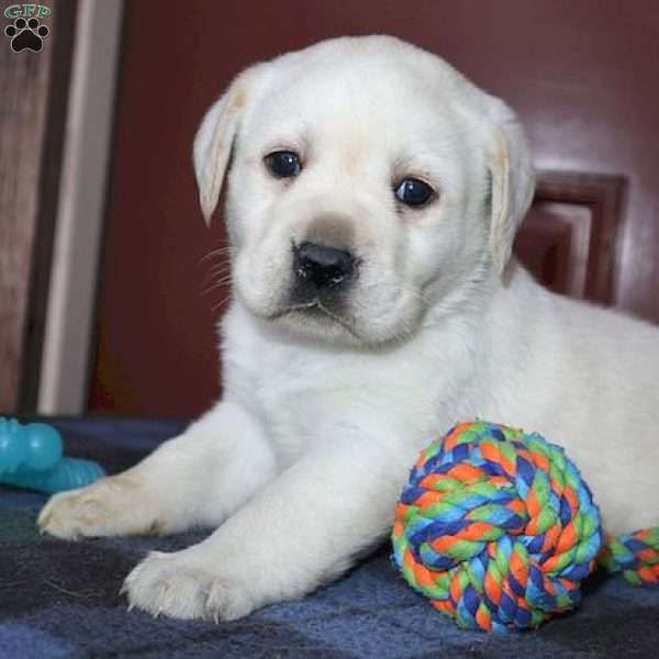 Ginger, Yellow Labrador Retriever Puppy