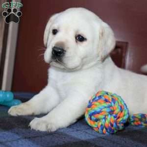 Ginger, Yellow Labrador Retriever Puppy