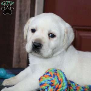 Ginger, Yellow Labrador Retriever Puppy
