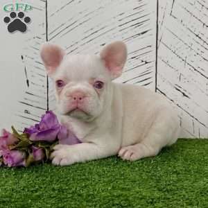 Bella, French Bulldog Puppy