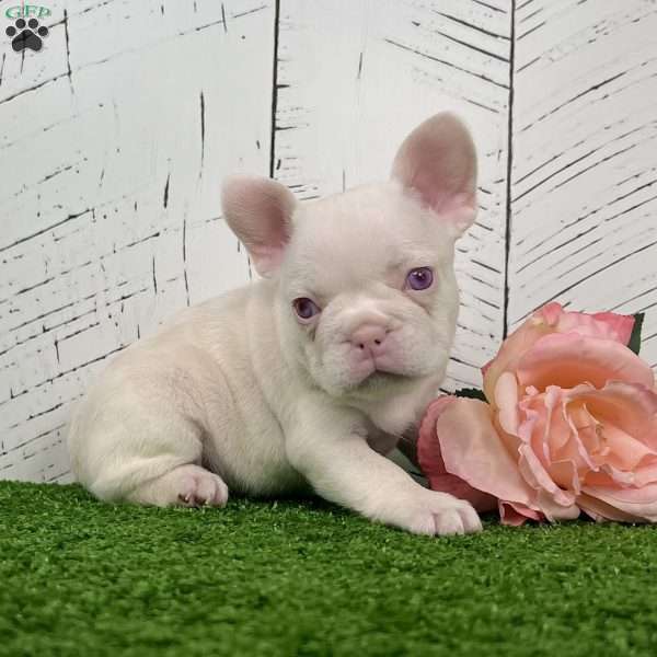 Bella, French Bulldog Puppy