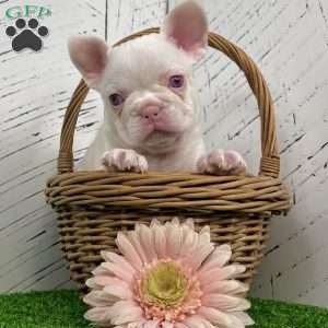 Bella, French Bulldog Puppy